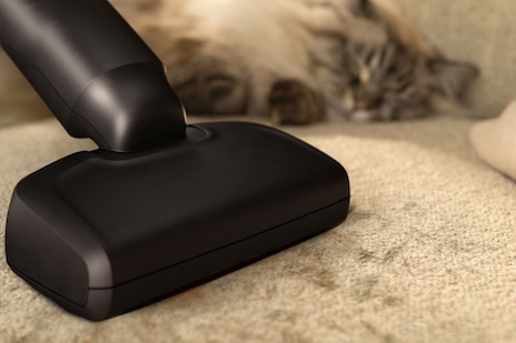 寵物掉毛季剋星 細小毛髮全除淨